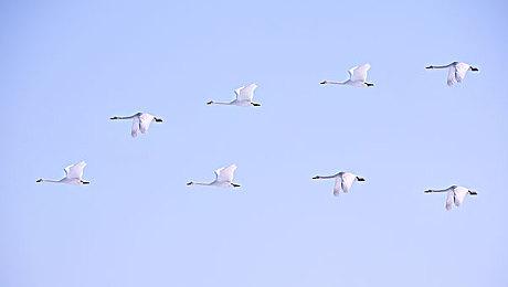 《动物迷城～BacktotheDawn～》2026年3月5日全球发行